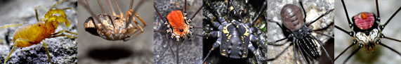 Opiliones d''Italia: elenco, fotografare, specie simile, ecc.